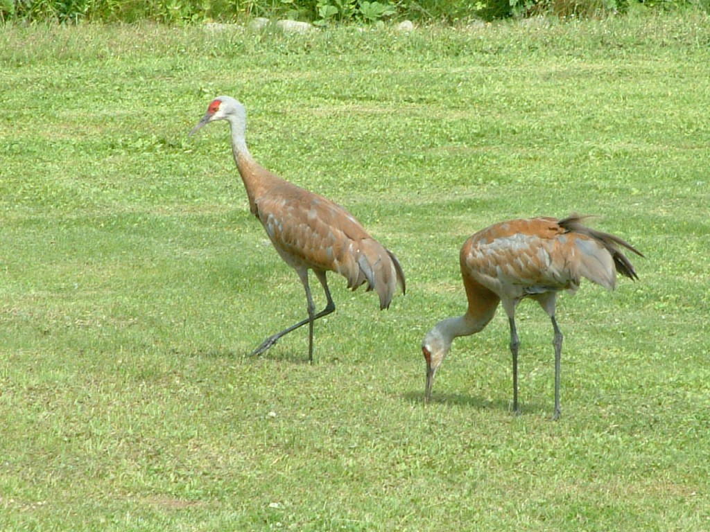 DSCF0377